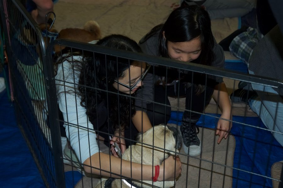 Students pet a pug in the student lounge on Dec. 15. Prefect Council gave students the opportunity to play with the dogs to relieve stress resulting from mid-year assessments. Credit: Meera Sastry/Chronicle