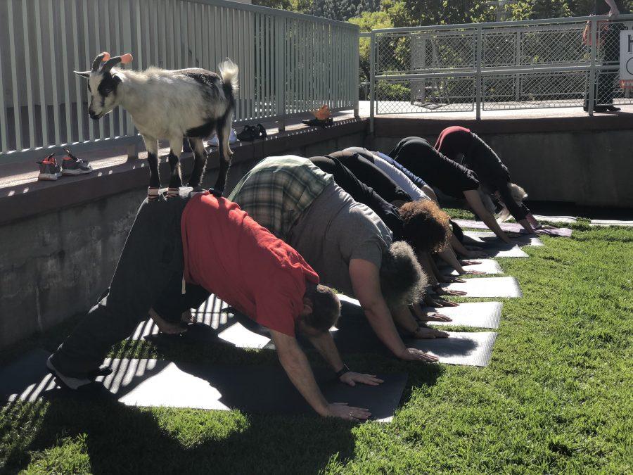 Faculty and staff engage in goat yoga for their annual health and wellness week Oct. 19. Credit: Caitlin Chung/Chronicle