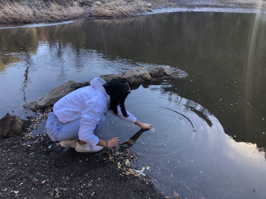 During a class field trip, an AP Environmental Science student measures the pH of the water from a stream in Malibu Creek state park.  The excursion allowed students to test different water samples, which they will compare for a lab write-up. Printed with permission of Nadine Eisenkolb.