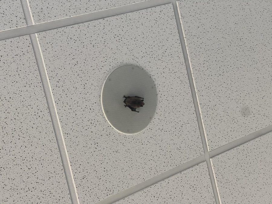 On the ceiling of Rugby Hall, a bat lays still. The student who initially noticed bat assumed it to be a decoration, but the bat was later removed by maintenance staff. 