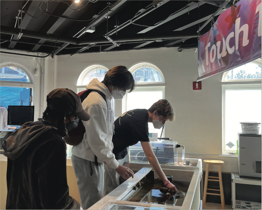 Max Thompson ’23 and Brandon Damelin ’23 interact with marine animals at the Heal the Bay’s aquarium in Santa Monica on a trip hosted by the Environmental Club and the Heal the Bay.