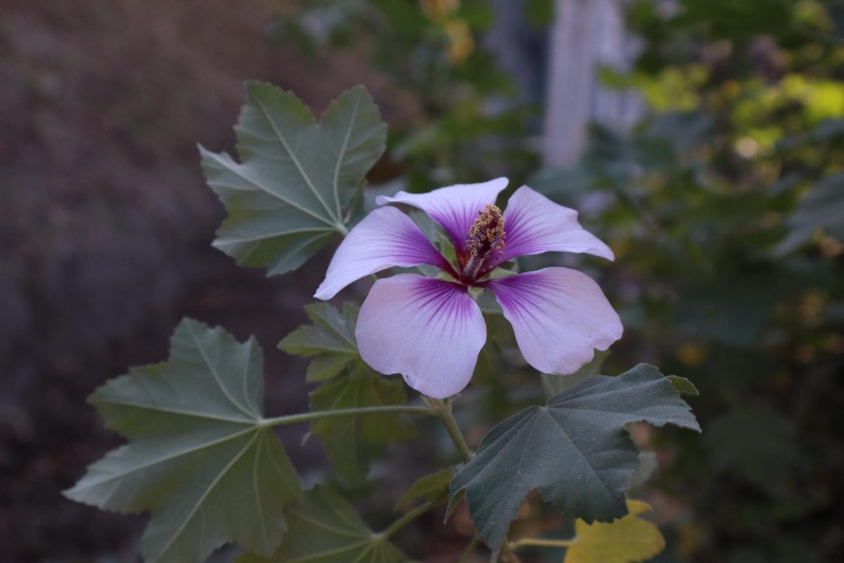 Sea Mallow spotted on the Upper School Campus