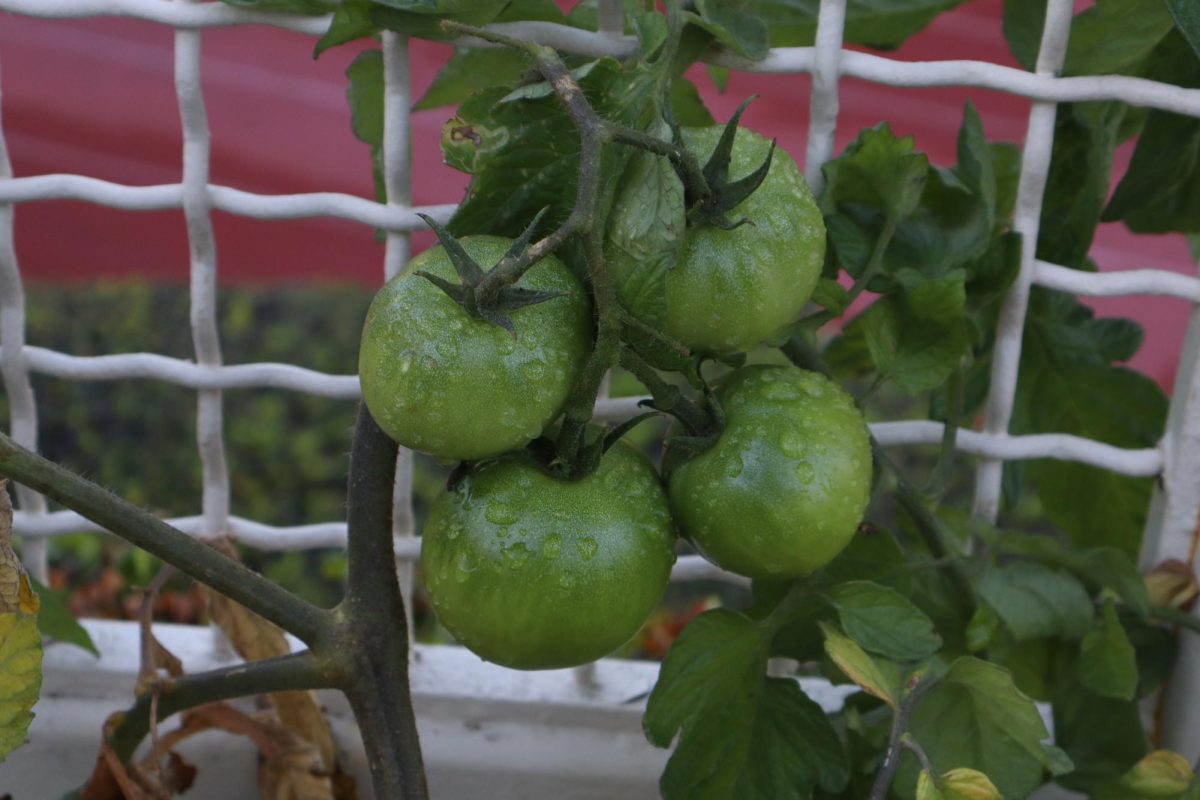 Photo of tomatoes grown on the hydroponic towers.