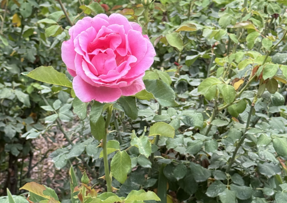 A pink rose blooms in El Descanso Gardens, La Cañada Flintridge. 